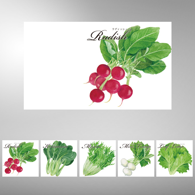 イラスト・野菜の種