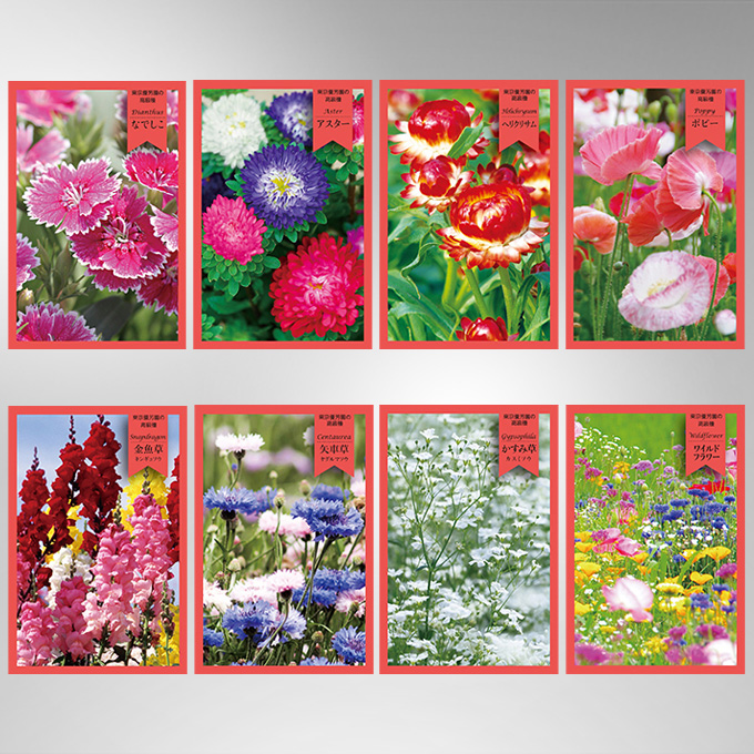 花の種C